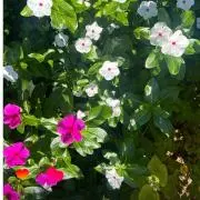 kotori☆【即購入歓迎♪】の画像