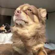 NANAの画像