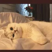 あの画像
