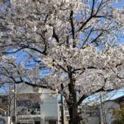 さゆり　お値下げ可能　即購入可能の画像