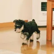あだしのの画像