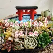 Succulent  calmeの画像