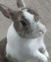 ゆきうさぎの画像