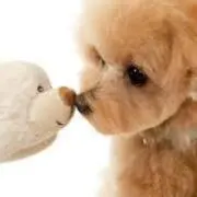 bearの画像