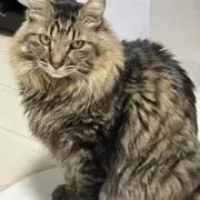 ななの画像