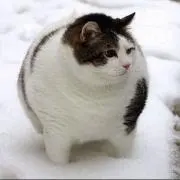 なるべくプロフ読んでねの画像