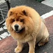 Kaikai Mumuの画像