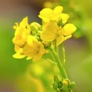 ナノハナ