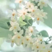 くりの実の画像