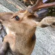 たむしゅん