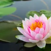 Terataiの画像