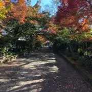 tomoyann