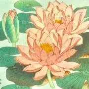 WaterLiliesプロフ必要♪