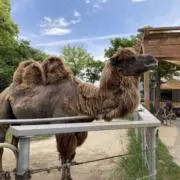 林檎の画像
