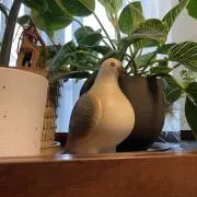 ふく