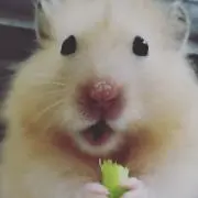 ちょび