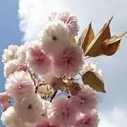 ハナウマ
