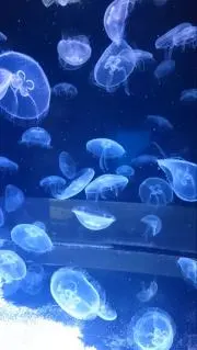 ココの画像