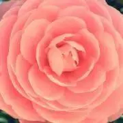 みみずく