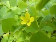 azukoyuの画像