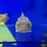 まるこの画像