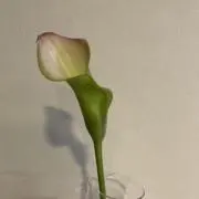 あきの画像
