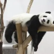 PANDAsukiiiiの画像