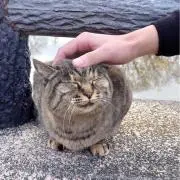 ヤスキングの画像
