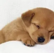 バニラアイス