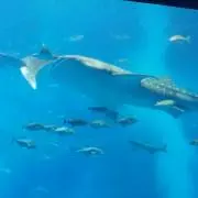 すー☆の画像