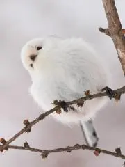 SoraNoteの画像