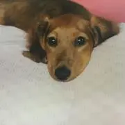 ぷぷ◡̈の画像