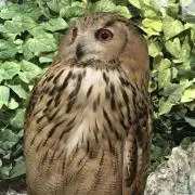 とおの画像