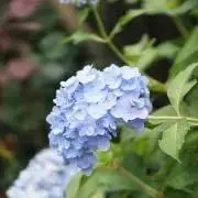 なーなの画像