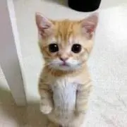 にゃんころり