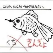 きんぎょ