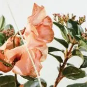Image of _m_