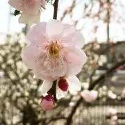 plumの画像