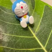 かなえの画像