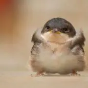 駒鳥