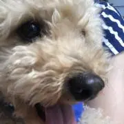 ひろ耳