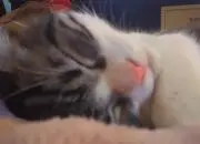 みんてぃもふもふ