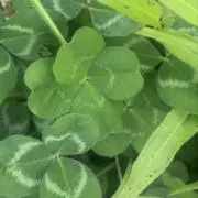 金欠(22)の画像