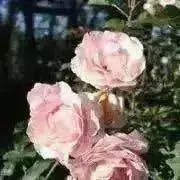 ririの画像
