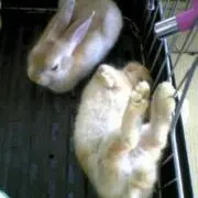 チョココの画像