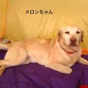 GOODS  メロンちゃん