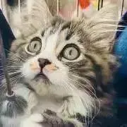 cassieの画像