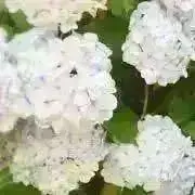 ききの画像