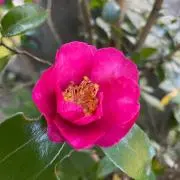 花子