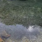 うにまるの画像